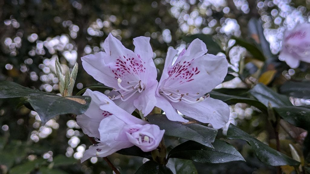 今朝は非常に寒かったですが、山ではサクラツツジが満開になっていました。緋寒桜（寒緋桜）の並木ある山道では、緋寒桜の濃いピンク色に目を奪われがちですが、サクラツツジの透明感のある淡いピンク色も綺麗です。