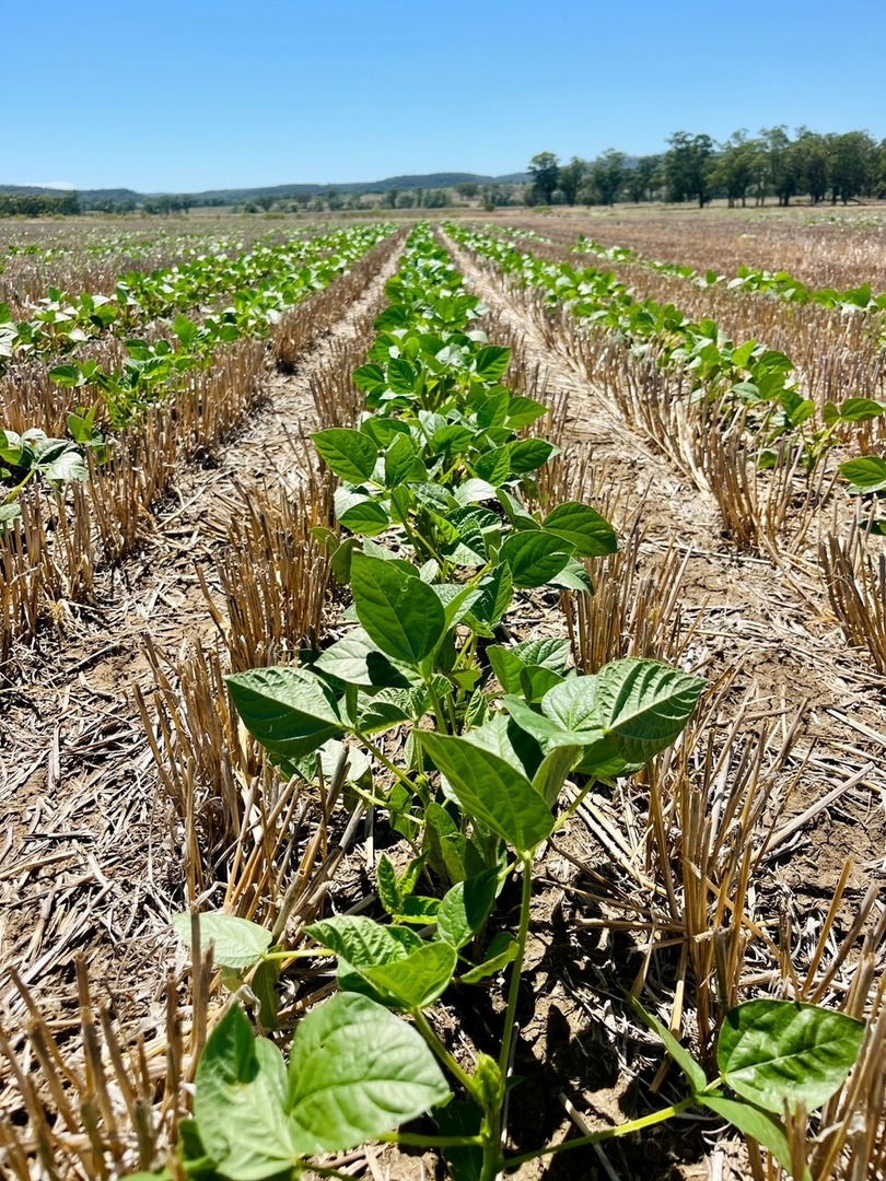 McGregor Gourlay tweet media