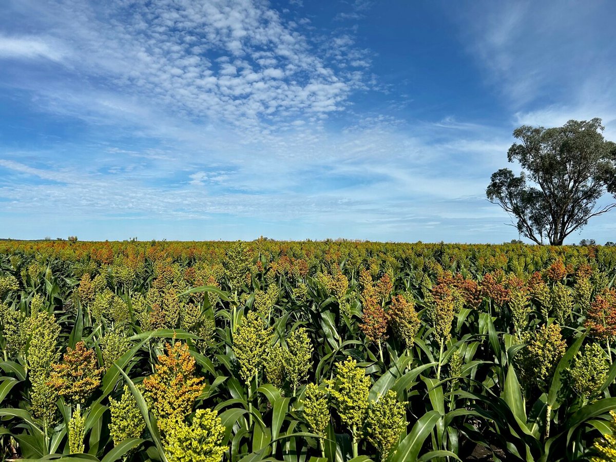 McGregor Gourlay tweet media