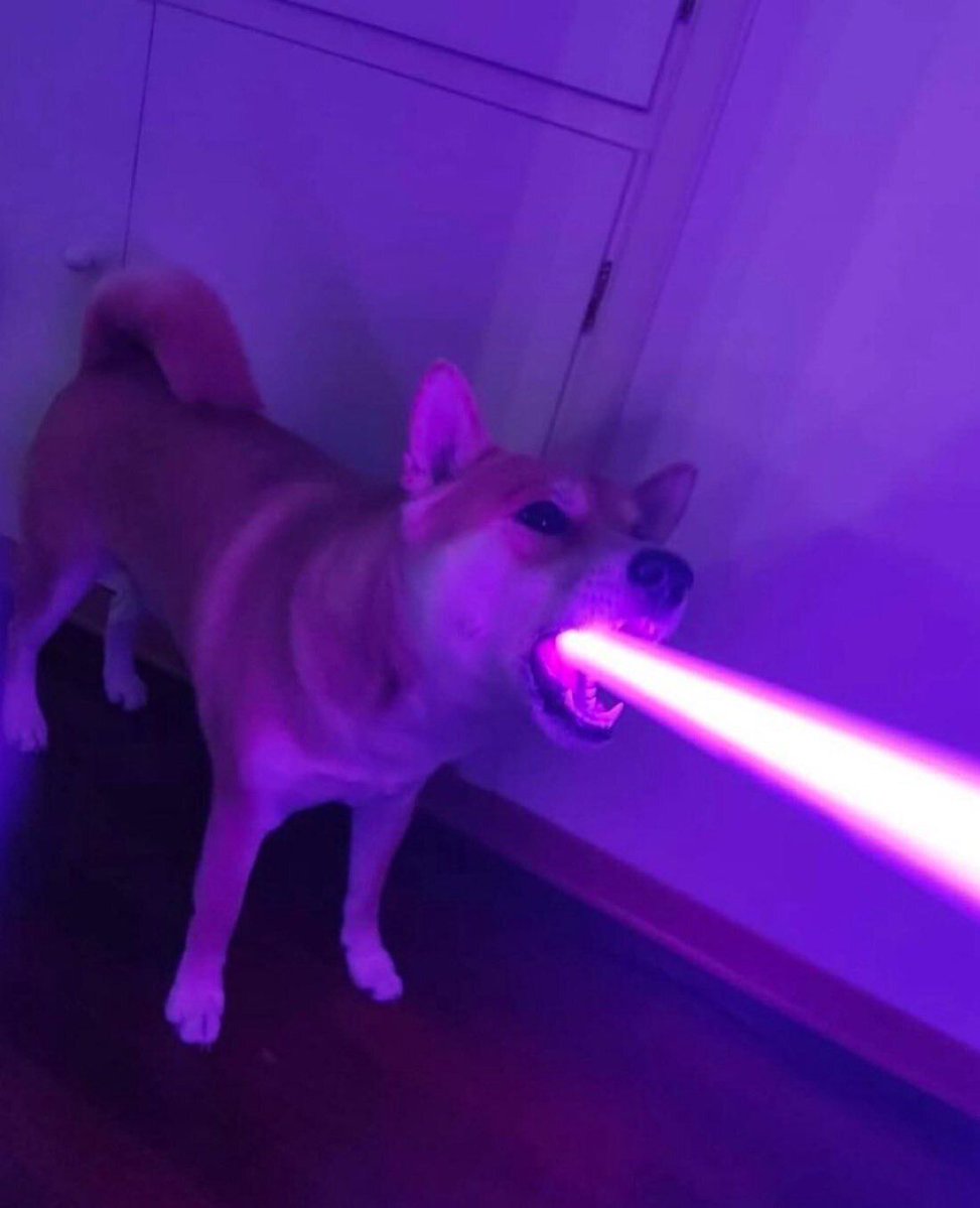 everything dogs 🐶 (@everythingdogss) on Twitter photo 