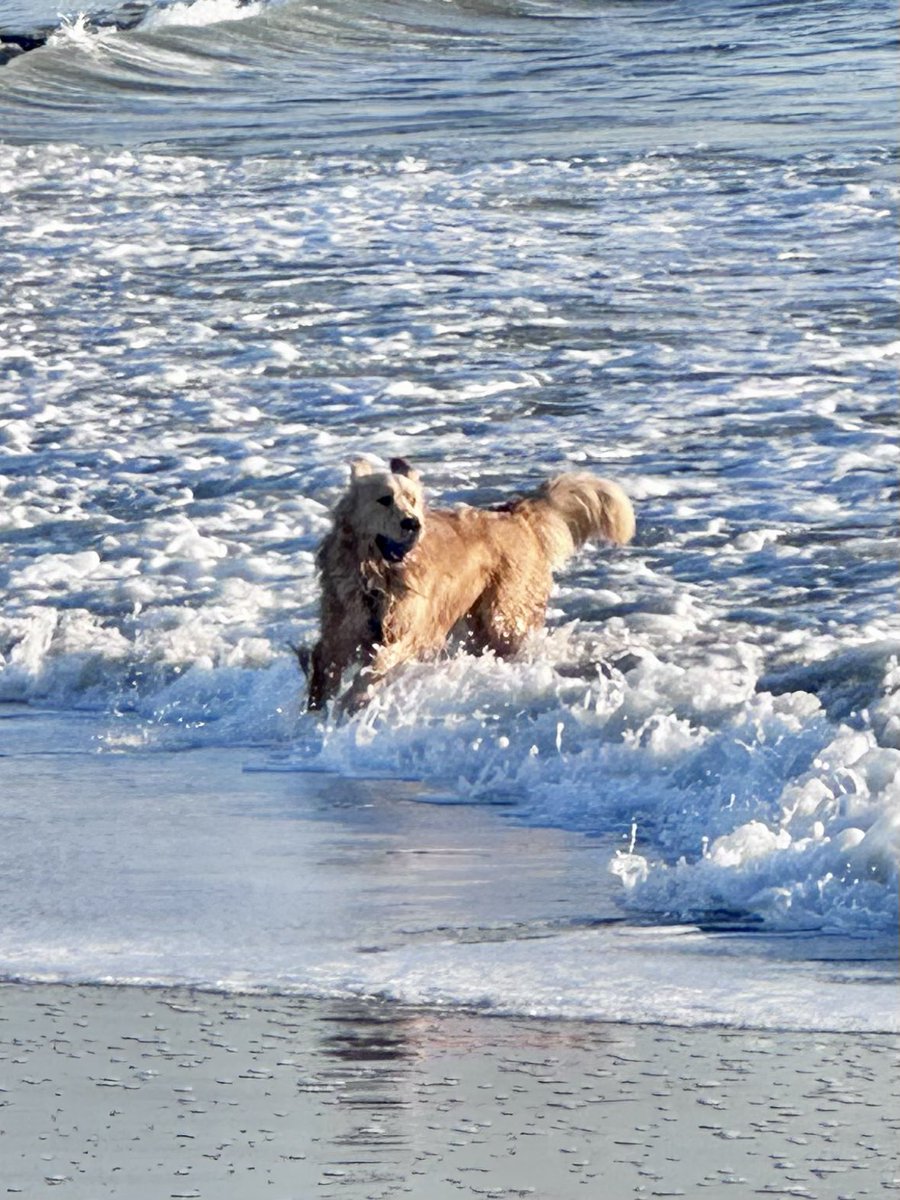Logan & Shadow😇the Goldens tweet media