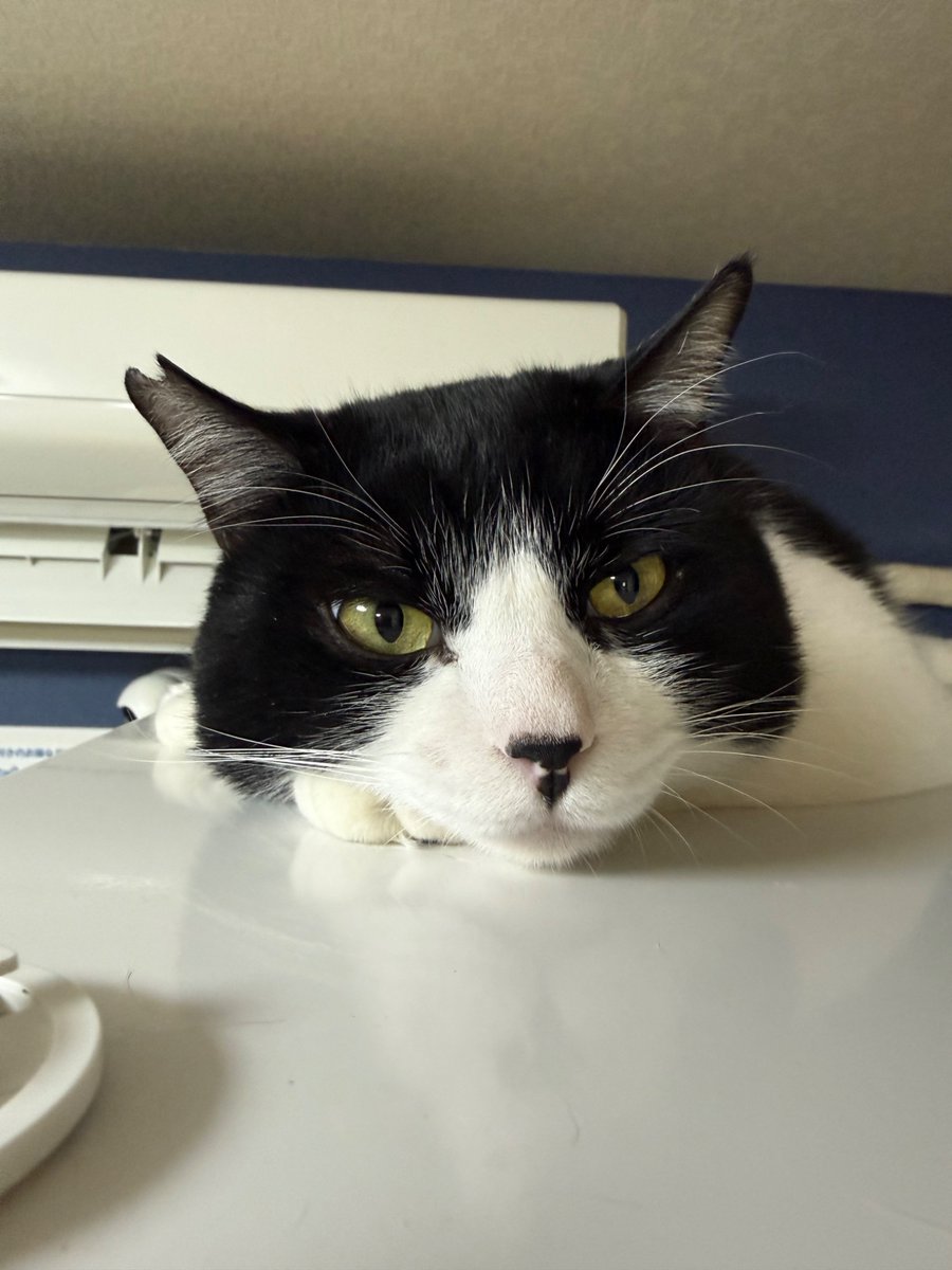 nyacle_neko's tweet photo. 今日はめっちゃ空いてます！
なんなら13時〜20時予約ないので貸切チャンスができちゃいます…🐱

まったり猫と過ごせるのは至福の時ですよ、、、ぜひお昼寝してください🫶 https://t.co/dYGHEdc4Wv
