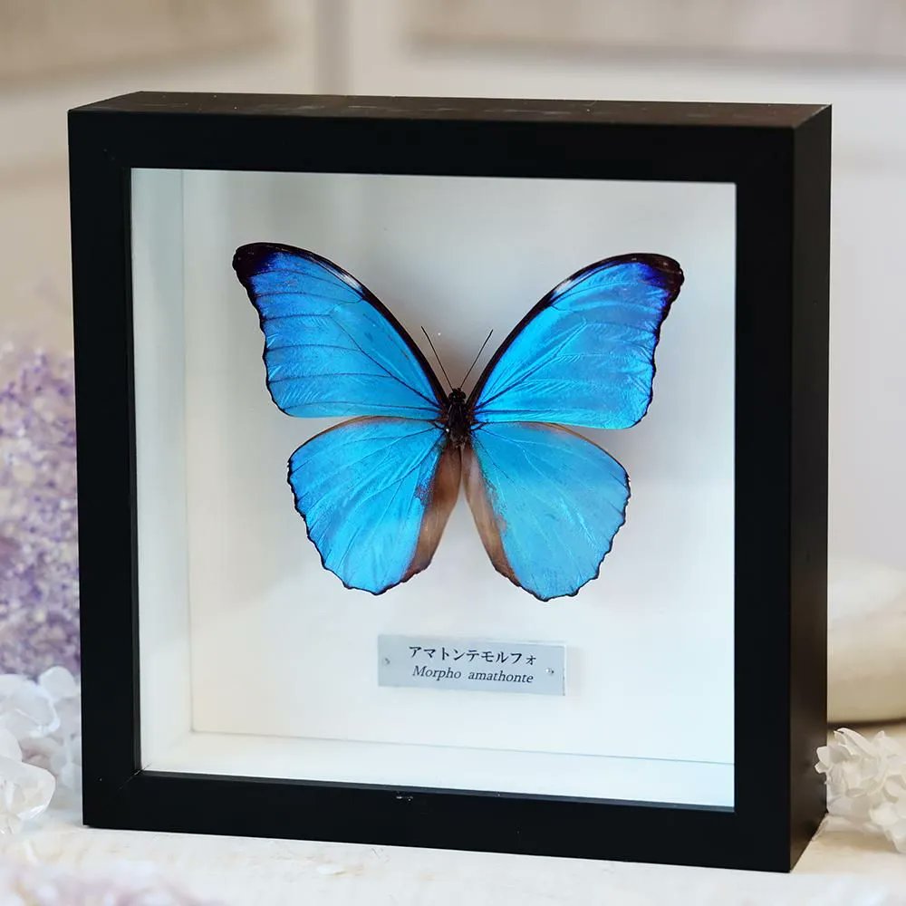 南米の蝶大量　データ全てなし 蝶標本　お得