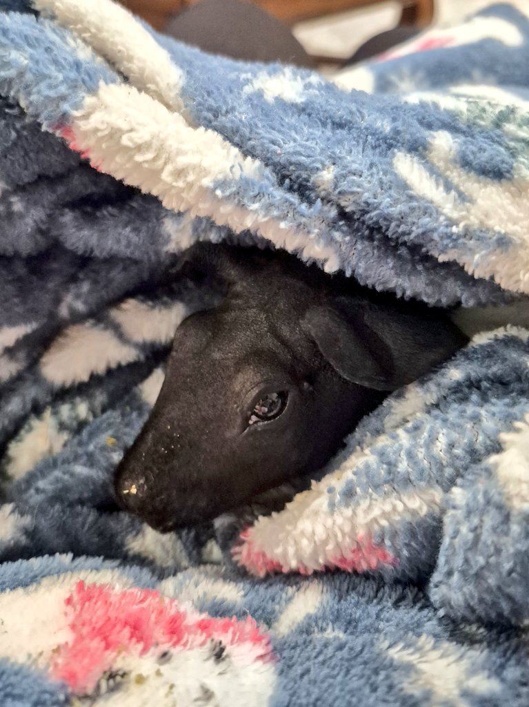 Christie Porcellus tweet media