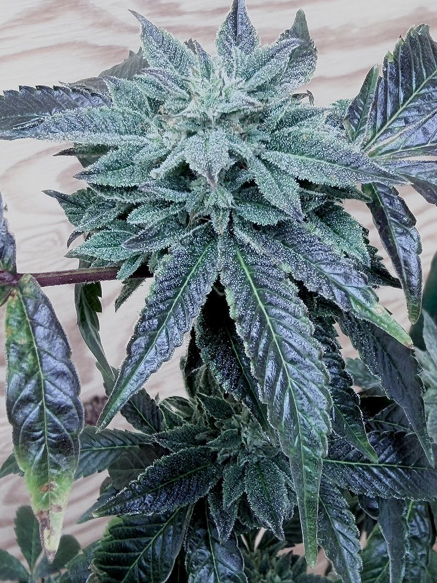 Face Off OG bx2 x Grateful Breath f2