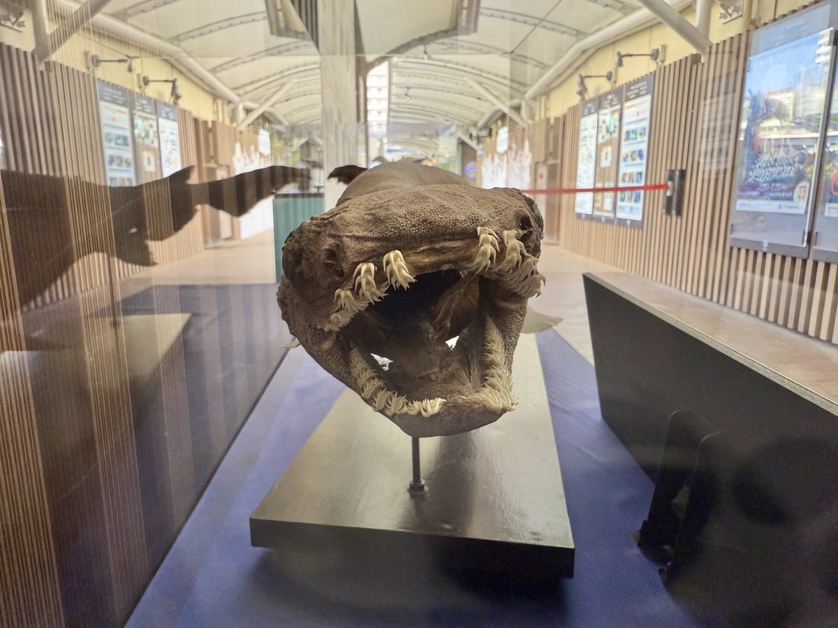 🦈ラブカの標本 展示中🦈 特徴のある歯を間近でじっくり観察して