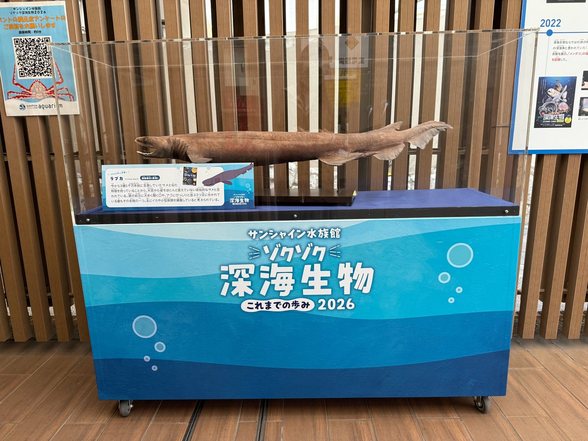 🦈ラブカの標本 展示中🦈 特徴のある歯を間近でじっくり観察して