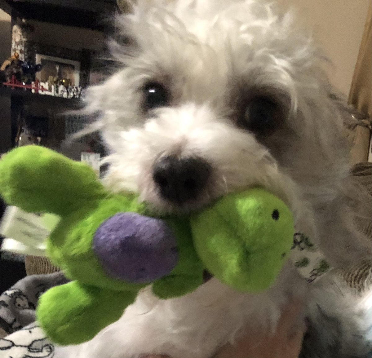 Look at my Dino. I love him so much. But you can’t have him.