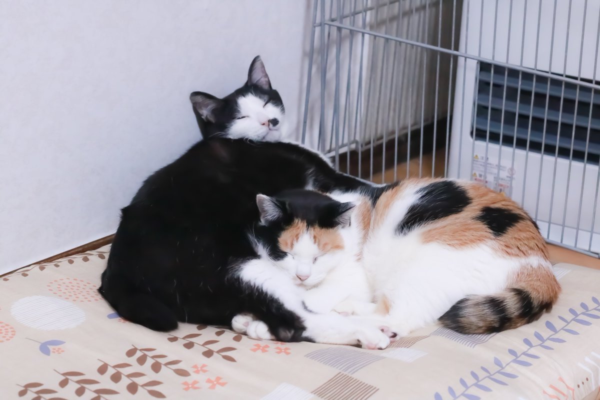 猫ちゃん、いるね🥰