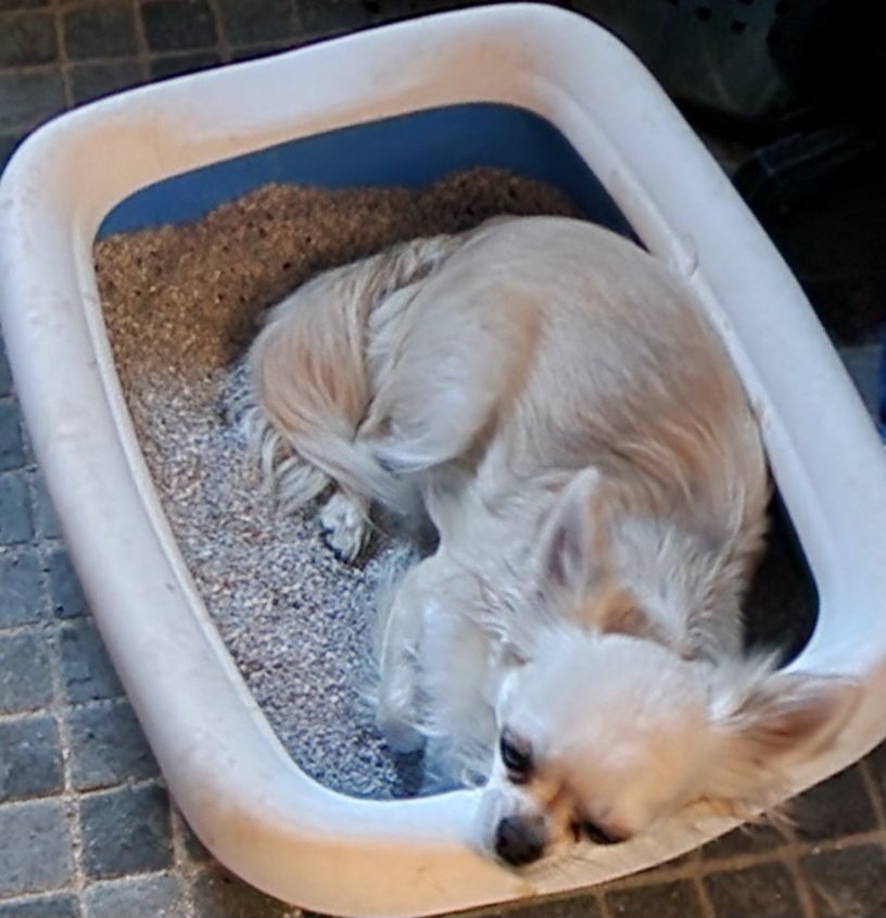 Ahkku 🇧🇻 🕯🌻 tweet media