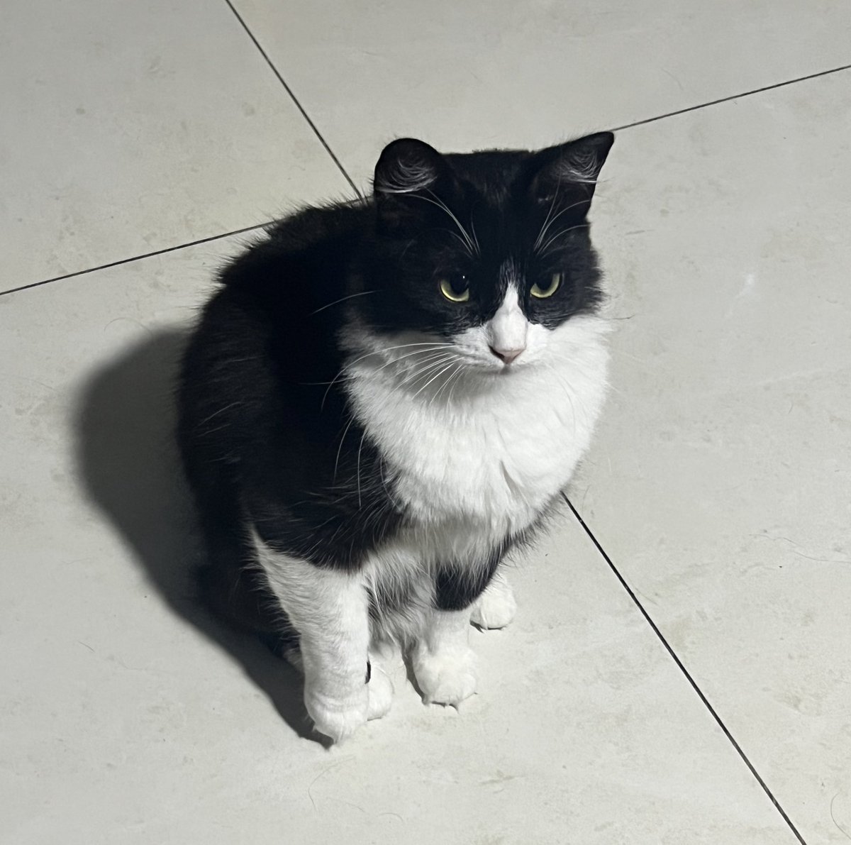 Guilherme Nunes tweet media