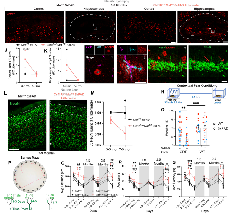 LabWaggoner's tweet photo. @biorxivpreprint Functional border-associated macrophages limit Alzheimer's Disease progression
https://t.co/8ibyrUnMm3 @nyugrossman https://t.co/VWijSRoWJs