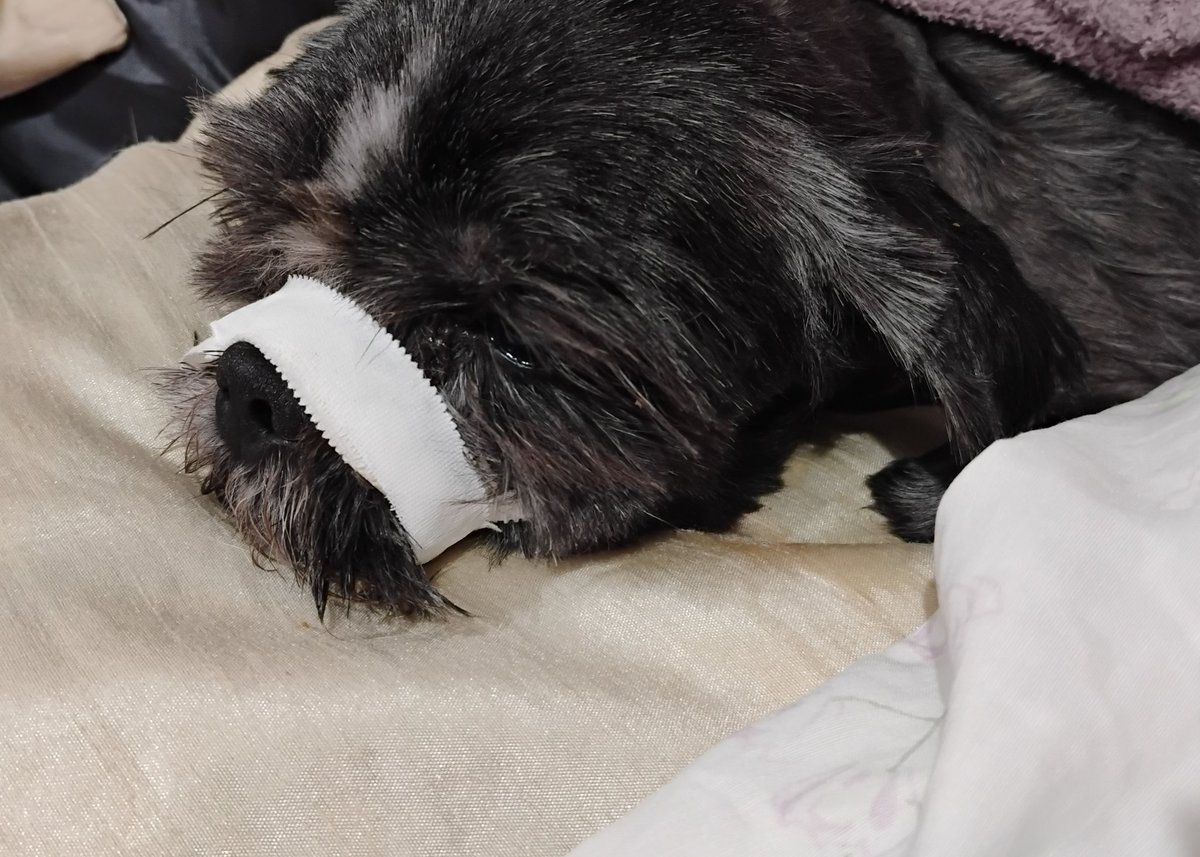 s_witchmoon's tweet photo. vocês podem ajudar o meu Loki? ele precisa urgentemente de cirurgia para poder voltar a ter uma boa qualidade de vida, para que ele possa voltar a comer, beber água e brincar como ele gosta.
qualquer quantia ajuda. compartilhamento também!
https://t.co/xFJXuJjyP2 https://t.co/oi8T8mrrsY