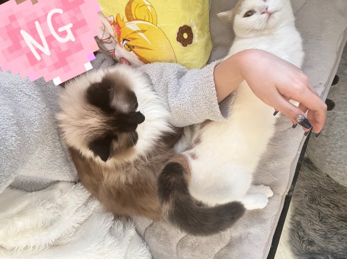 ╭━━━━━━━━╮ みんなおはよぉ☀️(っ﹏-) .｡ ╰━v━━━━━━╯