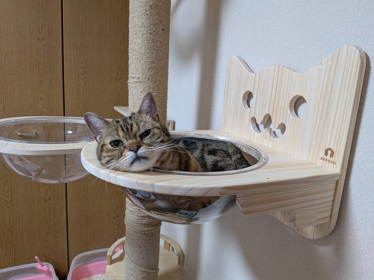 アメショーcat様 アメリカンショートヘア