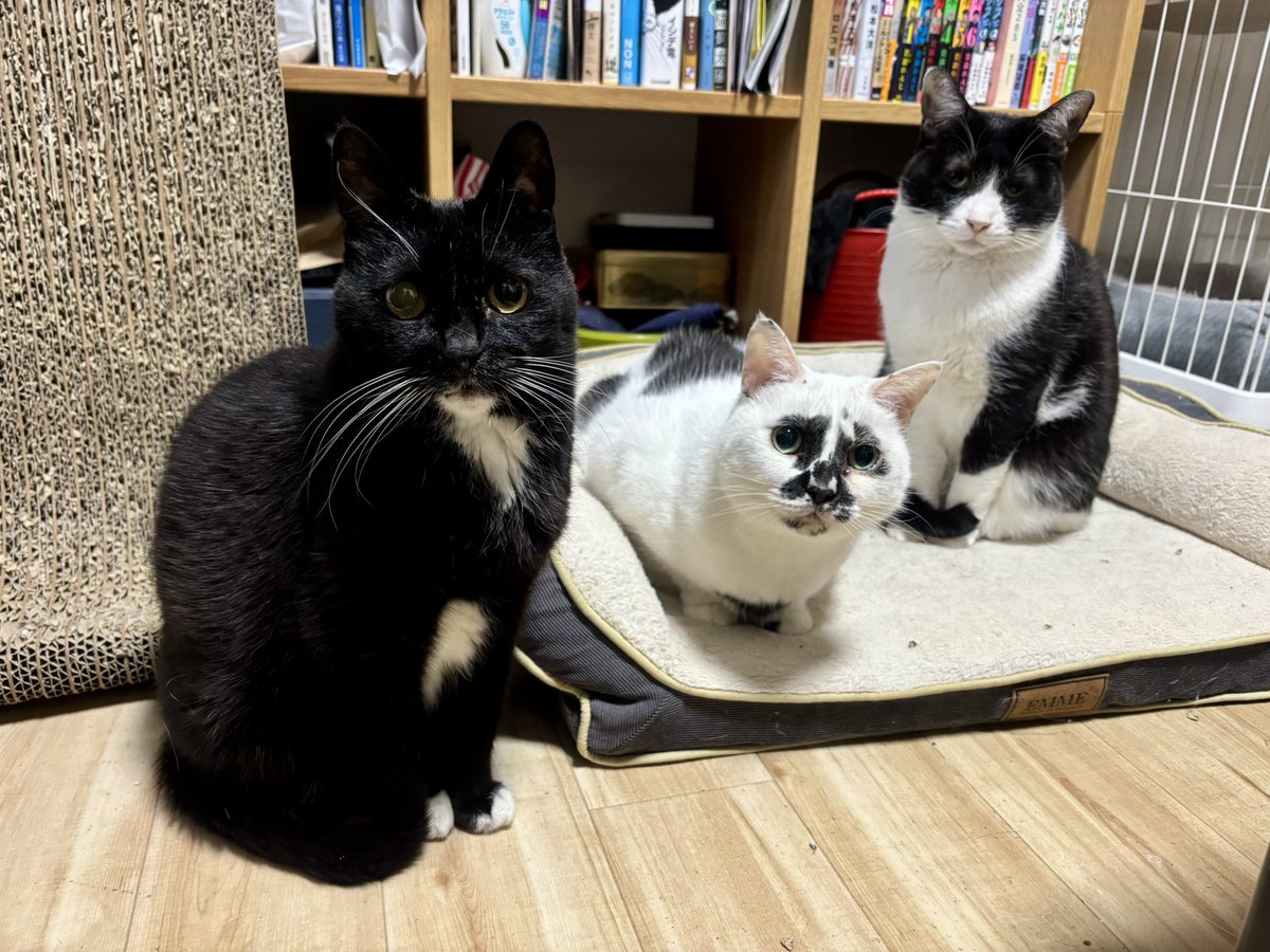 今日のフォーメーション