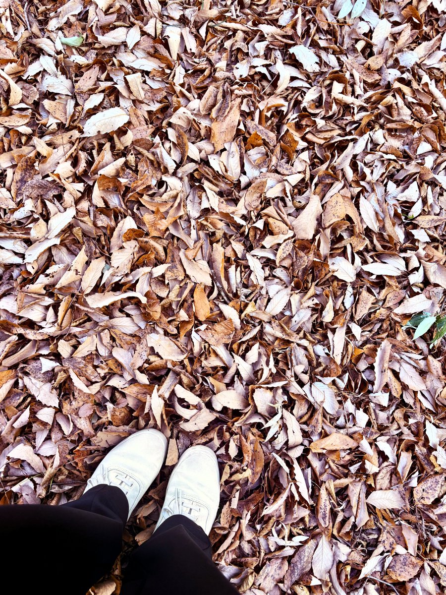 【森のこと🍂】
2月の森の朝。木々に囲まれた森の池は薄い氷に覆われ、時が止まったような静けさに包まれていました。厳しい寒さの中、踏みしめる落ち葉の音だけがやさしく響き、心が自然と整っていきます。
#宇都宮美術館 #うつのみや文化の森