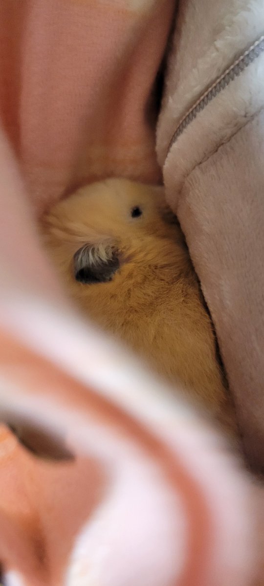 chasotarachan's tweet image. 金ちゃんが母のマフラーに包まれて寝てる😄可愛いなぁ〜
金ちゃん寝る前に「ただいま」って言ったらウンってしてくれた😇なんていい子なの〜🩷
#ハムスター
#ハムスターのいる暮らし 
#ハムスター寝顔選手権2026 
#ハムスター金太郎