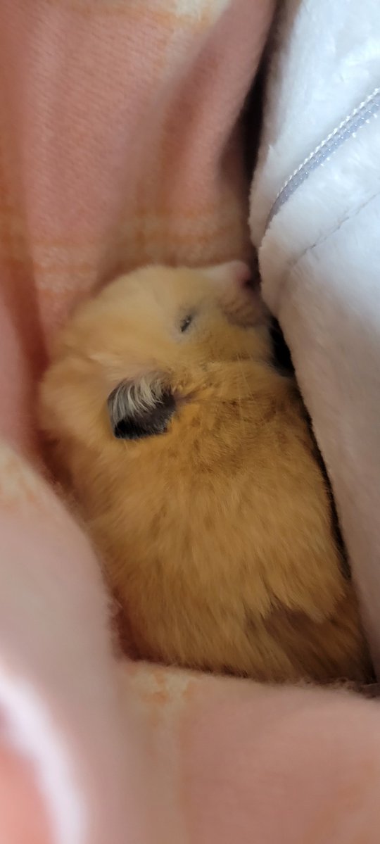 chasotarachan's tweet image. 金ちゃんが母のマフラーに包まれて寝てる😄可愛いなぁ〜
金ちゃん寝る前に「ただいま」って言ったらウンってしてくれた😇なんていい子なの〜🩷
#ハムスター
#ハムスターのいる暮らし 
#ハムスター寝顔選手権2026 
#ハムスター金太郎