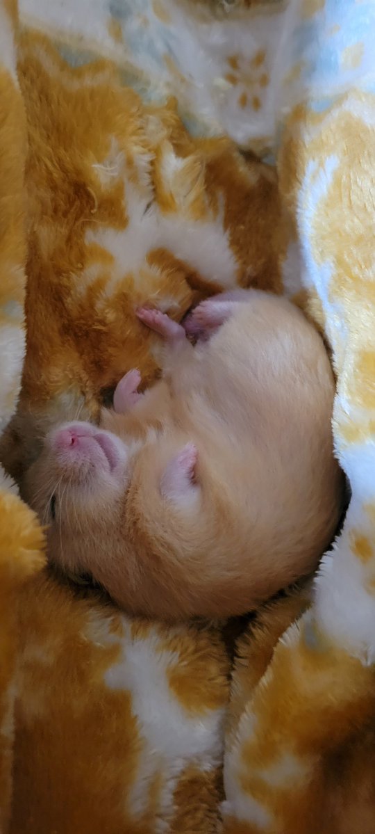 chasotarachan's tweet image. 金ちゃんが母のマフラーに包まれて寝てる😄可愛いなぁ〜
金ちゃん寝る前に「ただいま」って言ったらウンってしてくれた😇なんていい子なの〜🩷
#ハムスター
#ハムスターのいる暮らし 
#ハムスター寝顔選手権2026 
#ハムスター金太郎