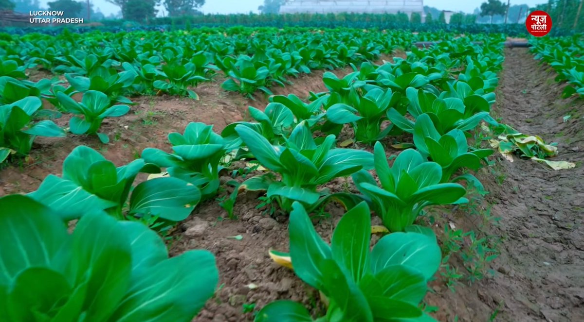 भारत में विदेशी सब्ज़ियों (#exoticvegetables) का बाज़ार 2033 तक तेज़ी से बढ़ने की उम्मीद है। ऐसे में इन सब्ज़ियों की खेती उन किसानों के लिए मुनाफे का सौदा बन सकती है, जो कम ज़मीन में भी खेती को एक सफल कारोबार बनाना चाहते हैं।

हालांकि इसके लिए कुछ जरूरी बातों को जानना बेहद ज़रूरी