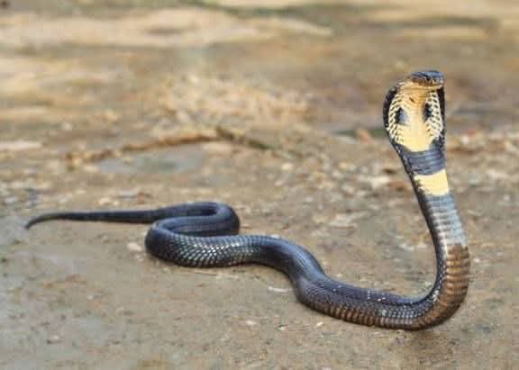 NAZS_OOU's tweet photo. Snake! Snake! Snake! 🐍
Are you aware of what really attracts snakes?
Is everything you hear about snakebites accurate?
Learn more in the comment section 👇
•#SnakeAwareness #SnakeSafety
•#SnakebiteFacts #PublicAwareness https://t.co/g9dyA1P1B8