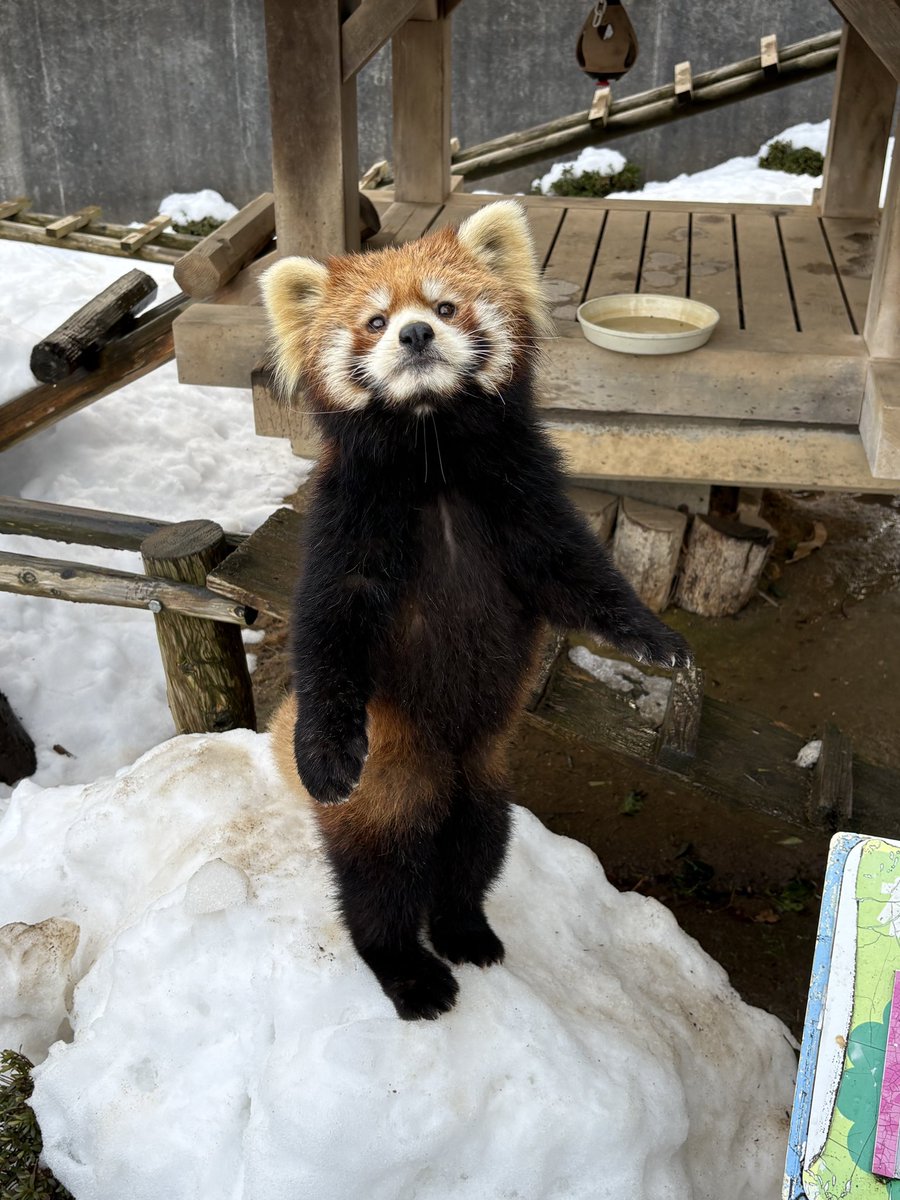 モッチー

ごはんくれる人みーつけた

#鯖江市西山動物園
#レッサーパンダ　
#モッチー