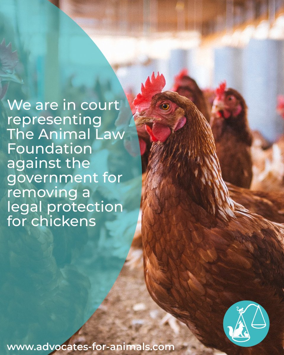 We’re in court this week representing the <a href="/AnimallawFDN/">The Animal Law Foundation</a>, challenging the government’s decision to remove a legal protection for chickens. Until recently, it was illegal to handle chickens by their legs. When that practice was challenged, the government responded by removing the