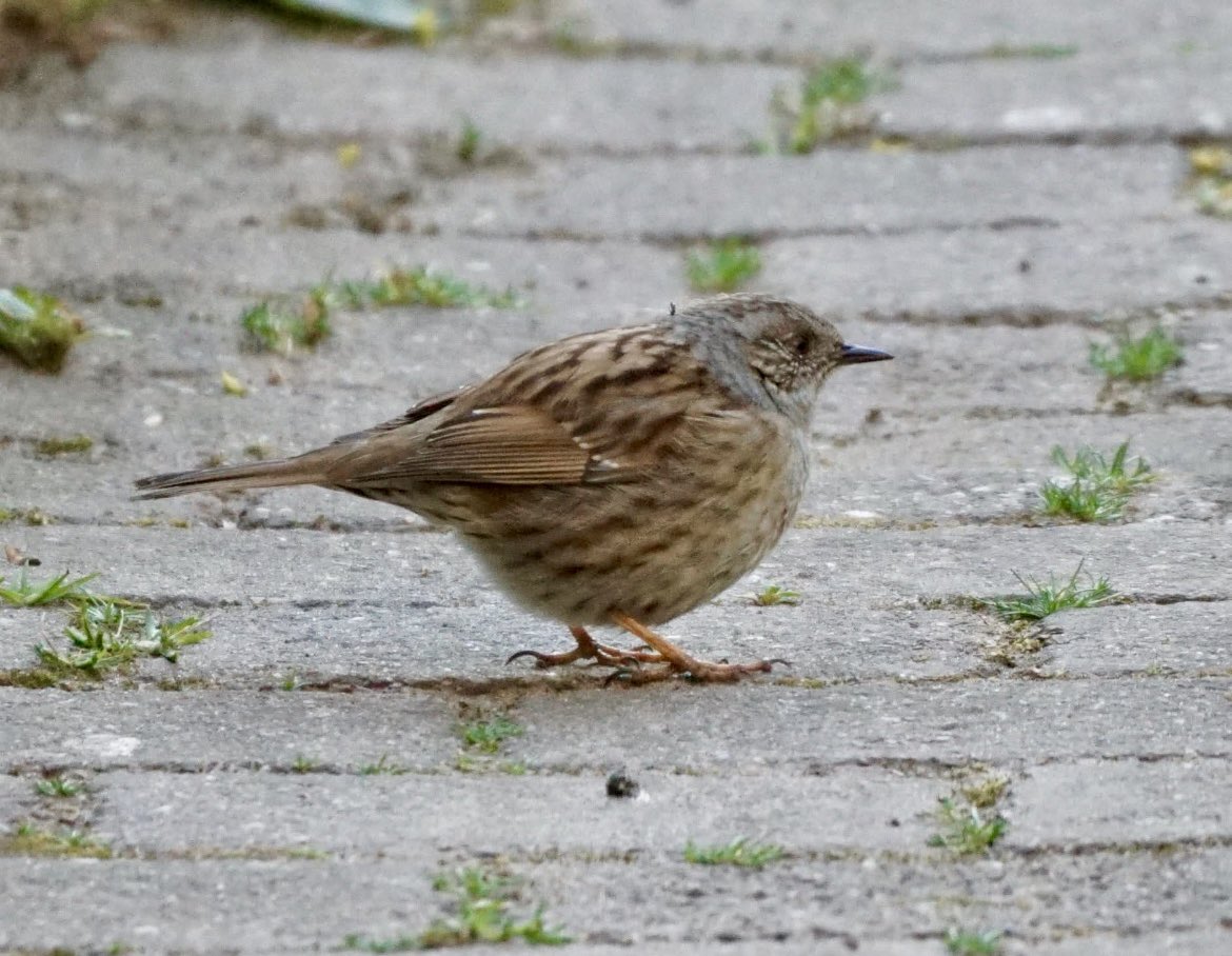 WHUFC_Helmond's tweet photo. Dag 4 in deze #FebruariVogelMaand:
Foto 1: #Grasmus
Foto 2: #Heggenmus
Foto 3: #Huismus
Foto 4: #Ringmud https://t.co/rBM4jDUrw8