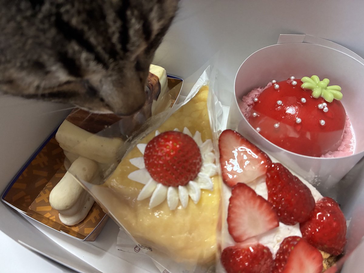 こなつ (@93nekogumi) / Posts / X