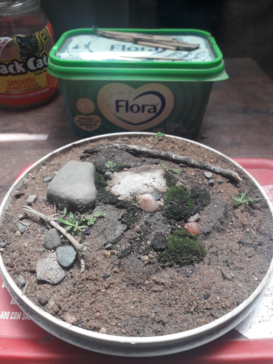 auc_explorer's tweet image. I'mdoingitagain. Ican'tbestopped. ❤😂❤ #miniaturegardens #moss #creativethings #desktopplants