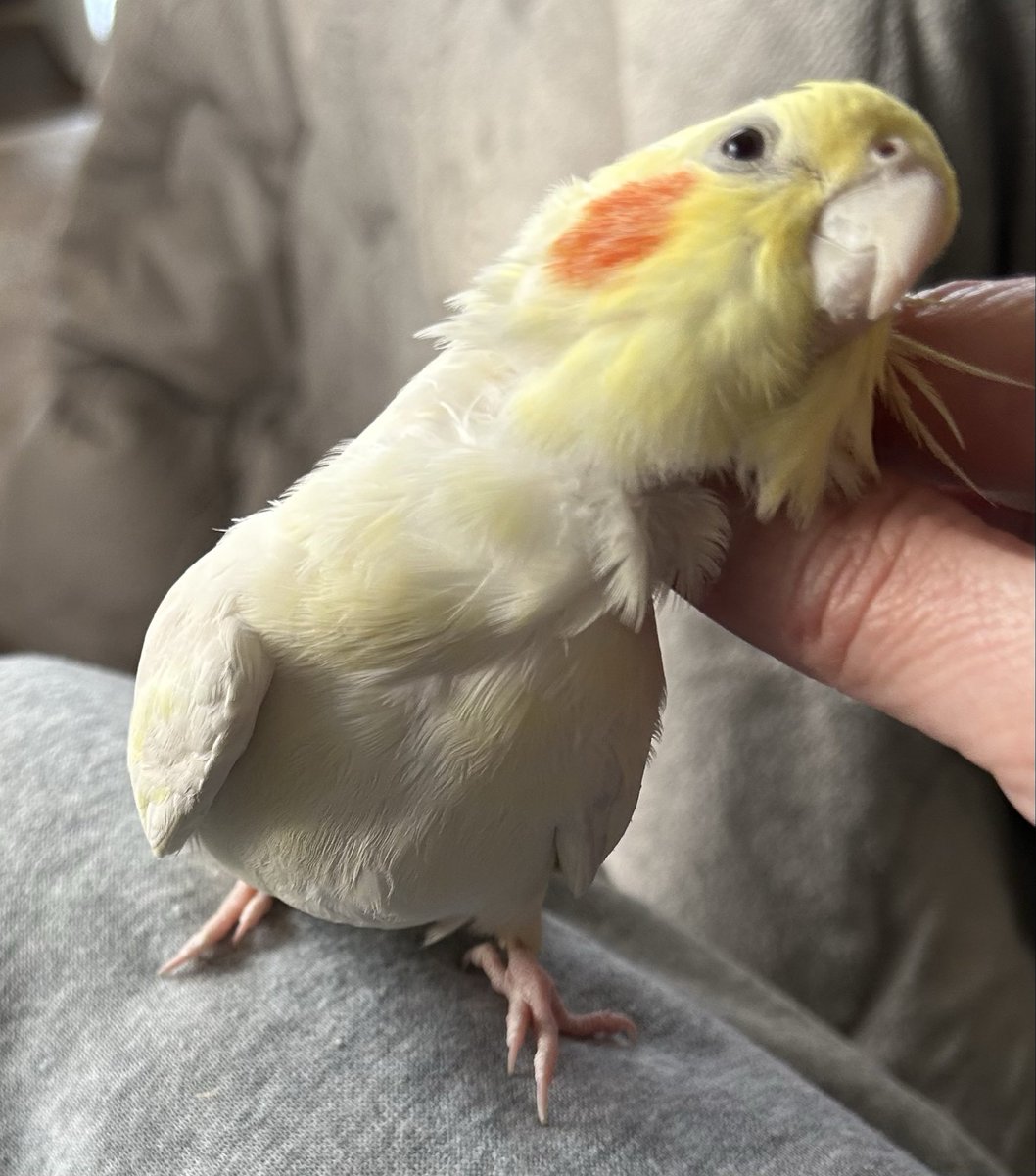 今日のぷりん

何だか老けた気がする漢

 #オカメインコ