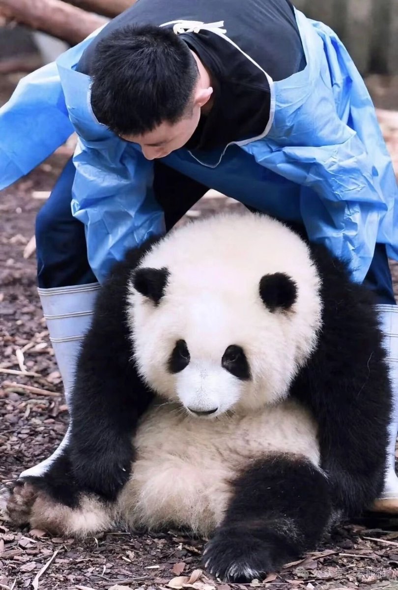 PeopleChina's tweet photo. 抱っこされていたあの子が、気づけば飼育員さんも腕が笑っちゃうほどに。#パンダ https://t.co/RDKQwmwjMq