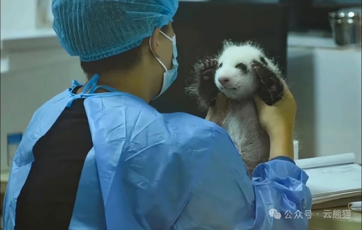 PeopleChina's tweet photo. 抱っこされていたあの子が、気づけば飼育員さんも腕が笑っちゃうほどに。#パンダ https://t.co/RDKQwmwjMq