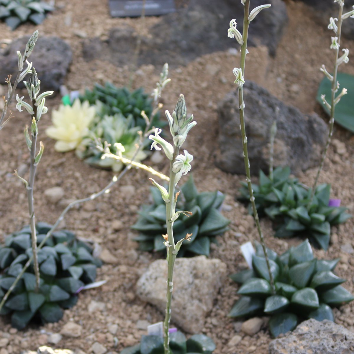 乾燥地植物室では南アフリカ原産の #ハオルチア が開花中！斑入りの