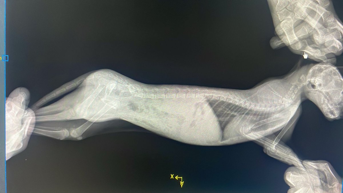 rescuinganimal's tweet photo. she was once someone's kitten 
than dumped on street dragging her little body in pain
the vet confirmed fractures in her pelvis and thigh she needs urgent surgery her life depends on acting fast please help ,share , donate so she can walk again
https://t.co/sHmIqljTJC https://t.co/fTaMKZ7u4p