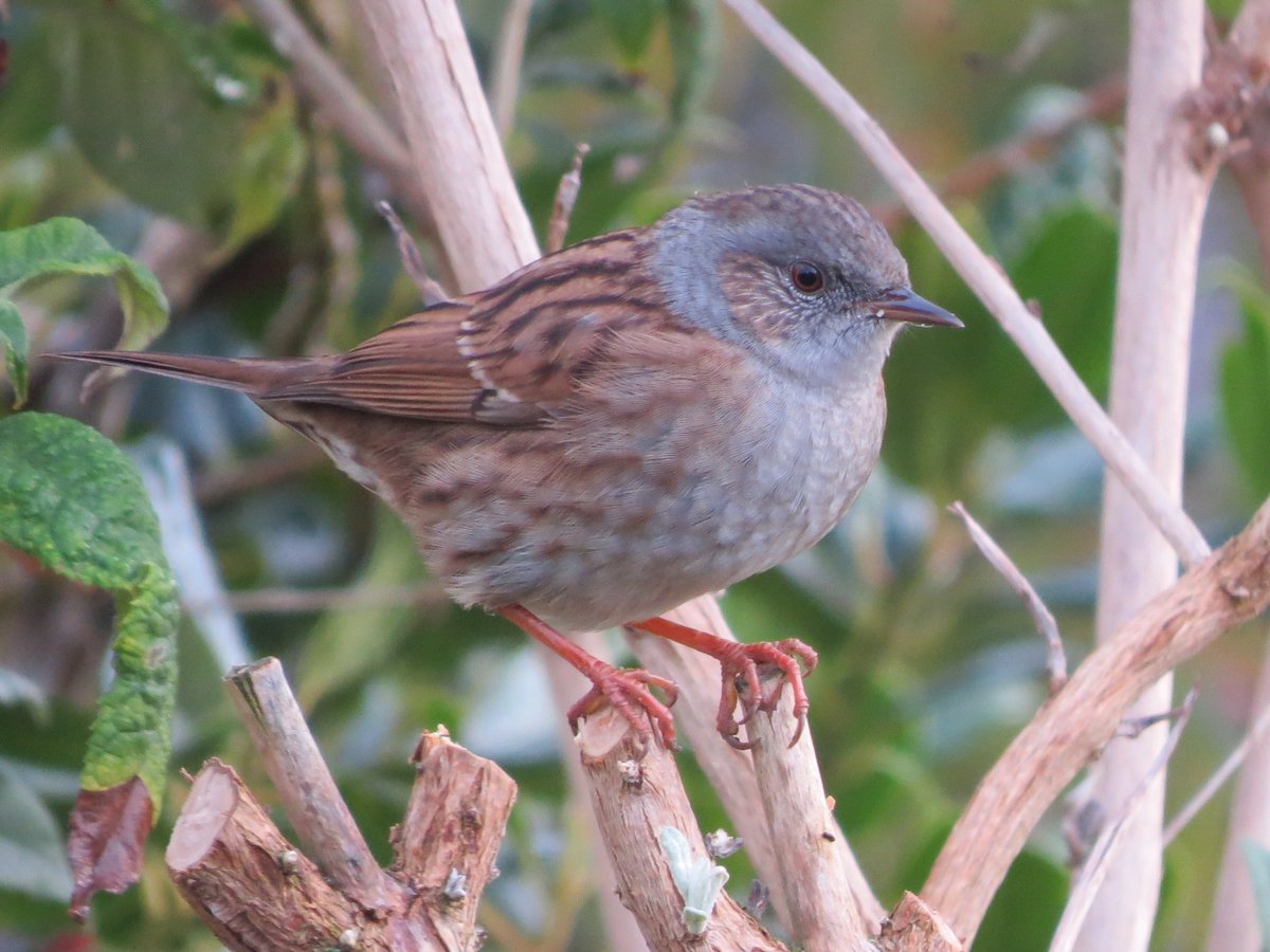 MvStuijvenberg1's tweet photo. #FebruariVogelMaand WilmaBlueSky
🐦#GrasMus
🐦#HeggenMus
🐦#HuisMus
🐦#RingMus Deze heb ik nog niet vaak mogen zien. https://t.co/3nZWojgbHg