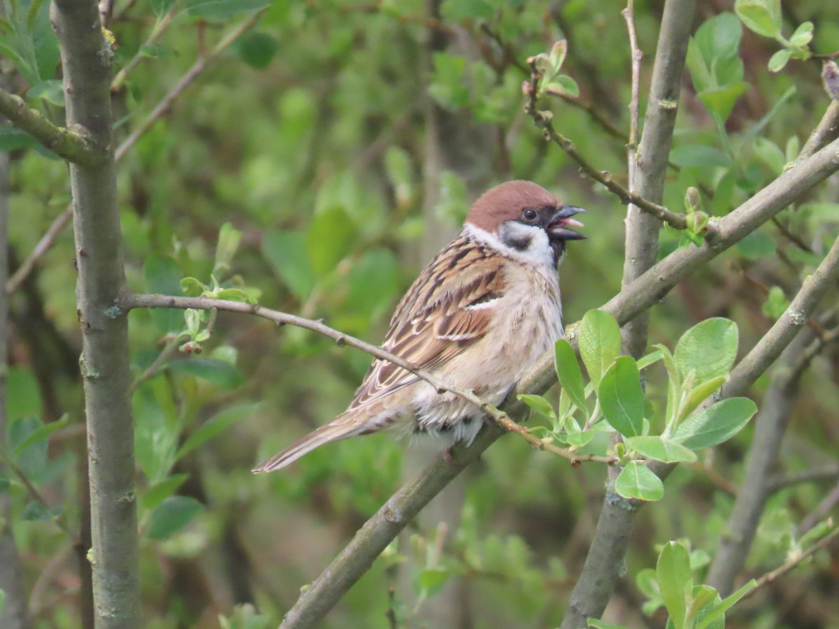 MvStuijvenberg1's tweet photo. #FebruariVogelMaand WilmaBlueSky
🐦#GrasMus
🐦#HeggenMus
🐦#HuisMus
🐦#RingMus Deze heb ik nog niet vaak mogen zien. https://t.co/3nZWojgbHg