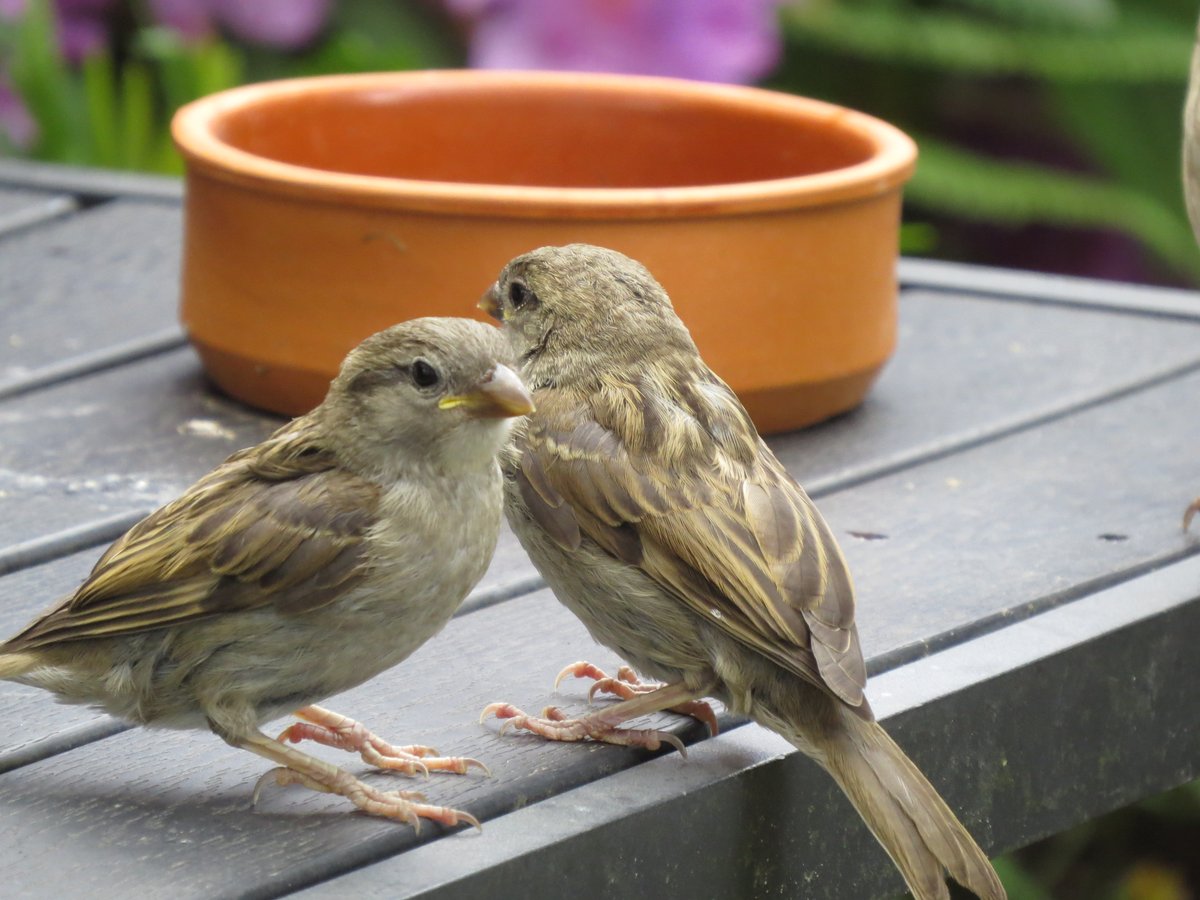 MvStuijvenberg1's tweet photo. #FebruariVogelMaand WilmaBlueSky
🐦#GrasMus
🐦#HeggenMus
🐦#HuisMus
🐦#RingMus Deze heb ik nog niet vaak mogen zien. https://t.co/3nZWojgbHg