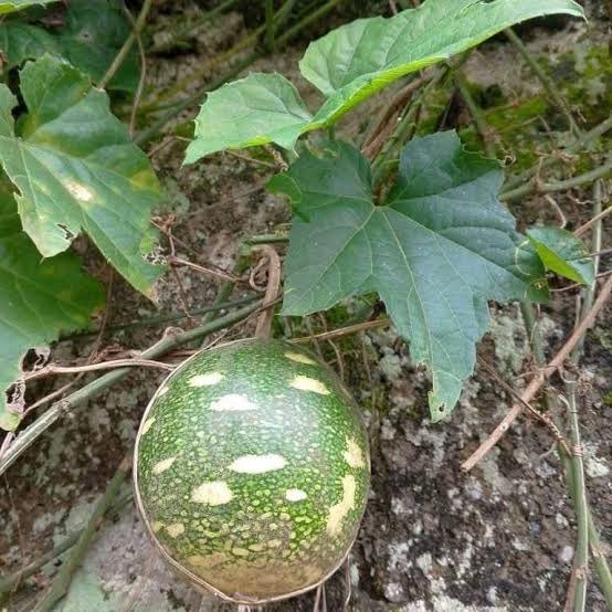 OlawaleOlanir12's tweet image. OSE Awure 

( for money and positivity)

Ewe Itagiri tutu ( Christmas melon leaf )

Agbon ( coconut ) 

Pound the leaf with soap and mix it with coconut water 

Make sure you don’t add ordinary water in the soap .

Get one new note any amount 

Put it inside a plastic 

Then put…