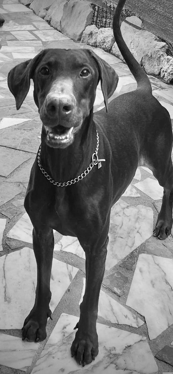 TheDobermanGuy tweet media