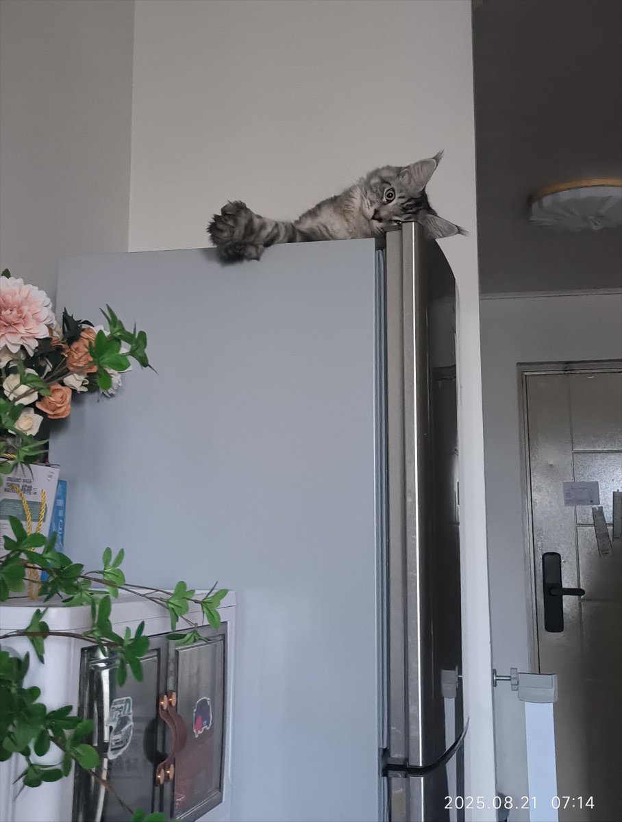 kikelkl's tweet photo. "Your pet doesn’t need grand adventures—just your presence, a cozy spot, and endless snuggles.  #PetLove #FurBabyHappiness" https://t.co/qYsLoGYVV6