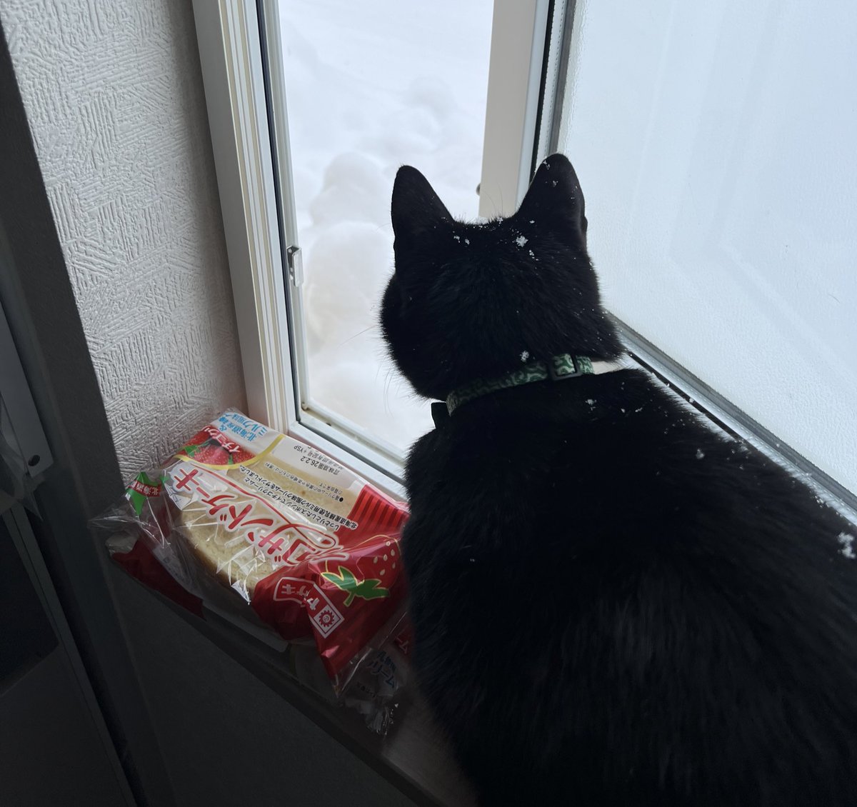 LISANE_Channel's tweet photo. お外行きたいみたい。
雪降ってるから肉球冷たくなるよ！☃️ https://t.co/OWZgvsSyZo