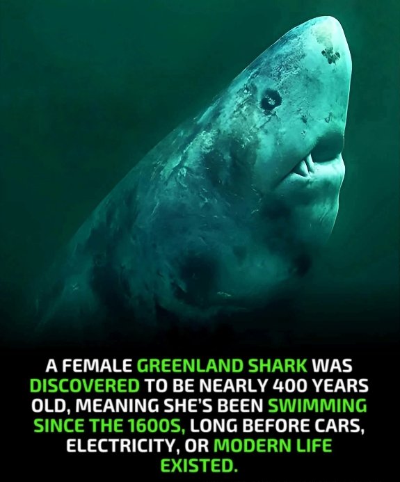 Deep beneath the icy North Atlantic, an ancient Greenland shark is still alive—believed to be nearly 400 years old!

She was already swimming in the 1600s, long before cars, electricity, or even phones existed. While empires rose and fell and technology transformed the world