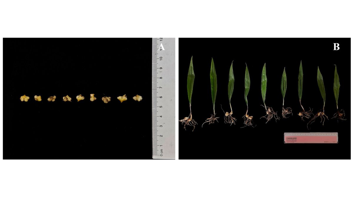 Plants_MDPI's tweet image. 🌱☀️ What’s the optimal light for orchid seedlings?

Low-light conditions boosted growth, chlorophyll content &amp;amp; photosynthetic efficiency in Cremastra appendiculata.

👉 Read more: brnw.ch/21wZDGw

#Photosynthesis #Orchids #OrchidConservation #PhotosyntheticEfficiency