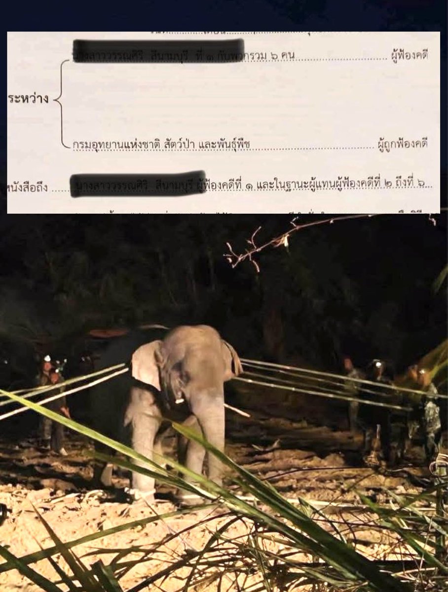 Mkkwnss's tweet image. ช้างเด็กน้อยที่ยังคาบอ้อยที่ปาก ก็แสดงว่ายังกินอาหารอยู่แต่เสือกวางยาซึม ขนาดหมาแมวจะทำหมัน ยังให้อดอาหารและน้ำ 1 วัน ก่อนวางยาสลบ แต่นี่คืออะไร แล้วช้างป่าที่ไม่เคยซ้อมการเคลื่อนย้ายสักครั้ง  ไม่คิดว่าจะช็อกบ้างเหรอ กูขอสาปแช่งอีตัวส่งฟ้องศาล และผู้เกี่ยวข้องการตายของ #สีดอหูพับ