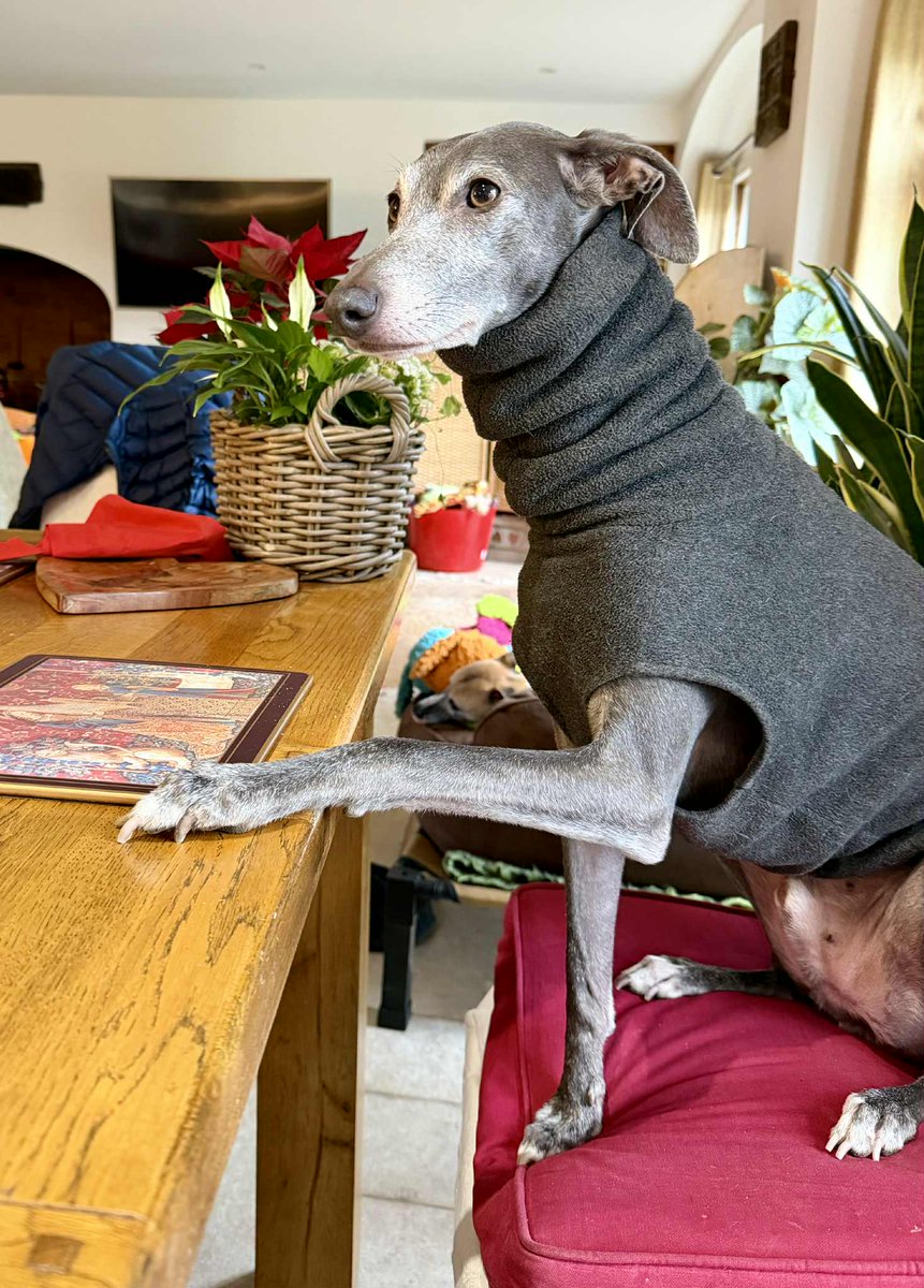 casalindi's tweet photo. Chase - can I get a club sandwich please oh and a side of fries?
🍟 🥪🥪🥪🍟🍟🍟🥪🥪🥪🥪 https://t.co/cDcpBnZQ9S