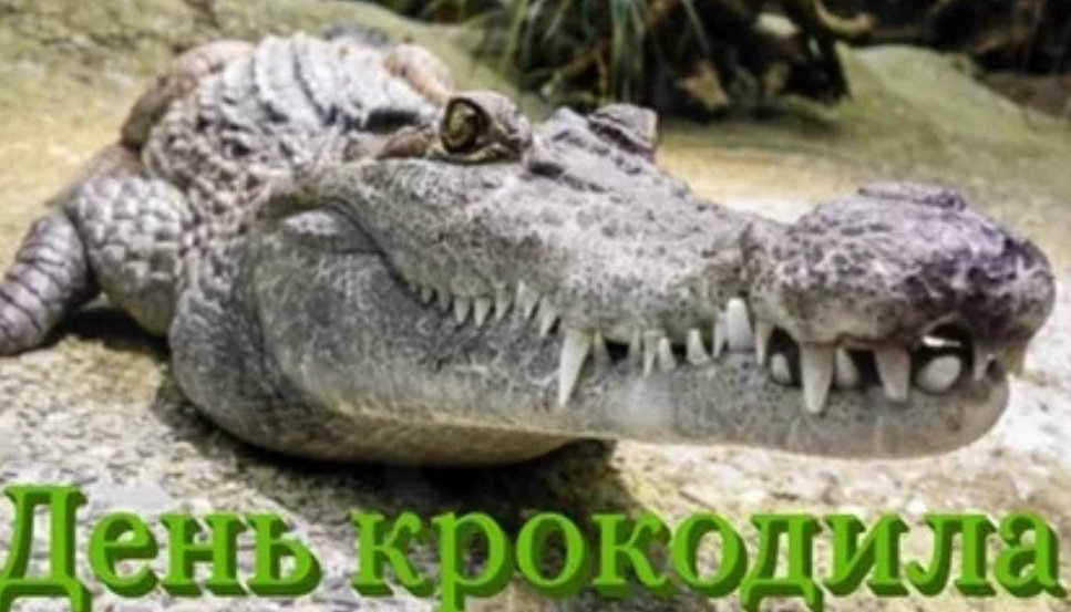 крокодил на минималках tweet media