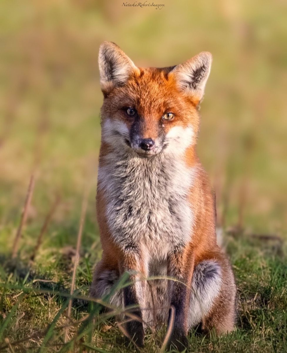 Chris Packham tweet media