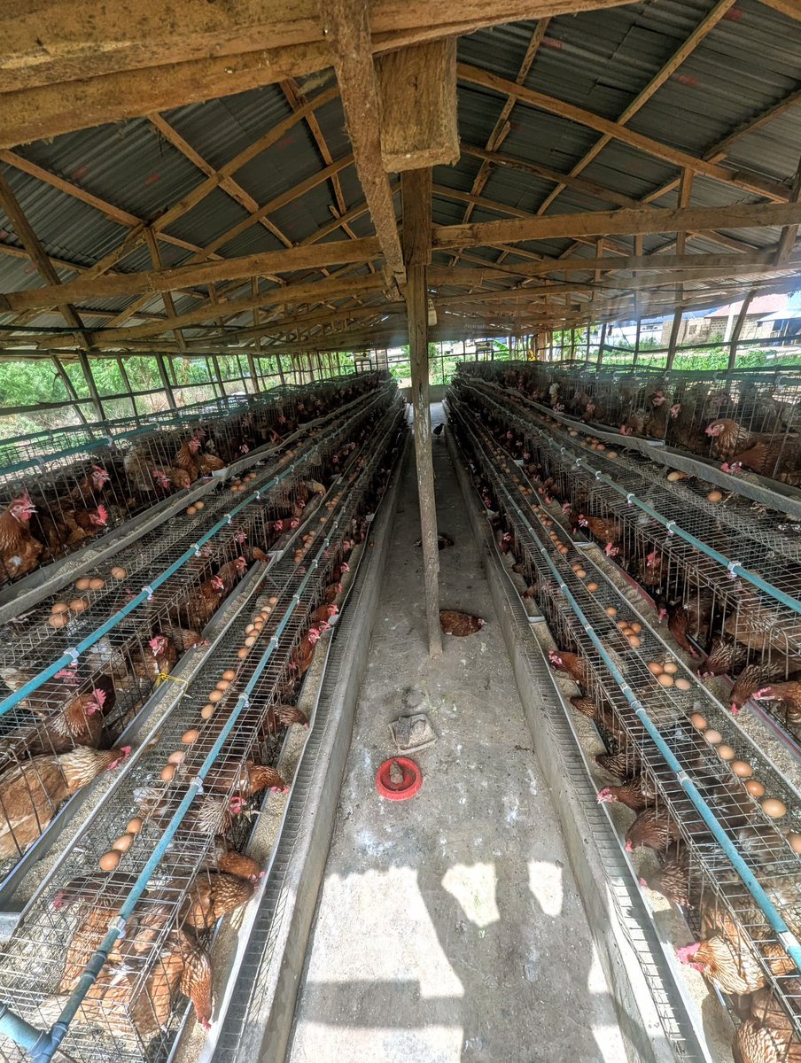 Locall_Man's tweet photo. Fresh eggs producer🥚
Poultry farm operator🐓
Open for bulk orders(within ilorin)📥
📍 KwaraPoly… https://t.co/9FtYf98pU5